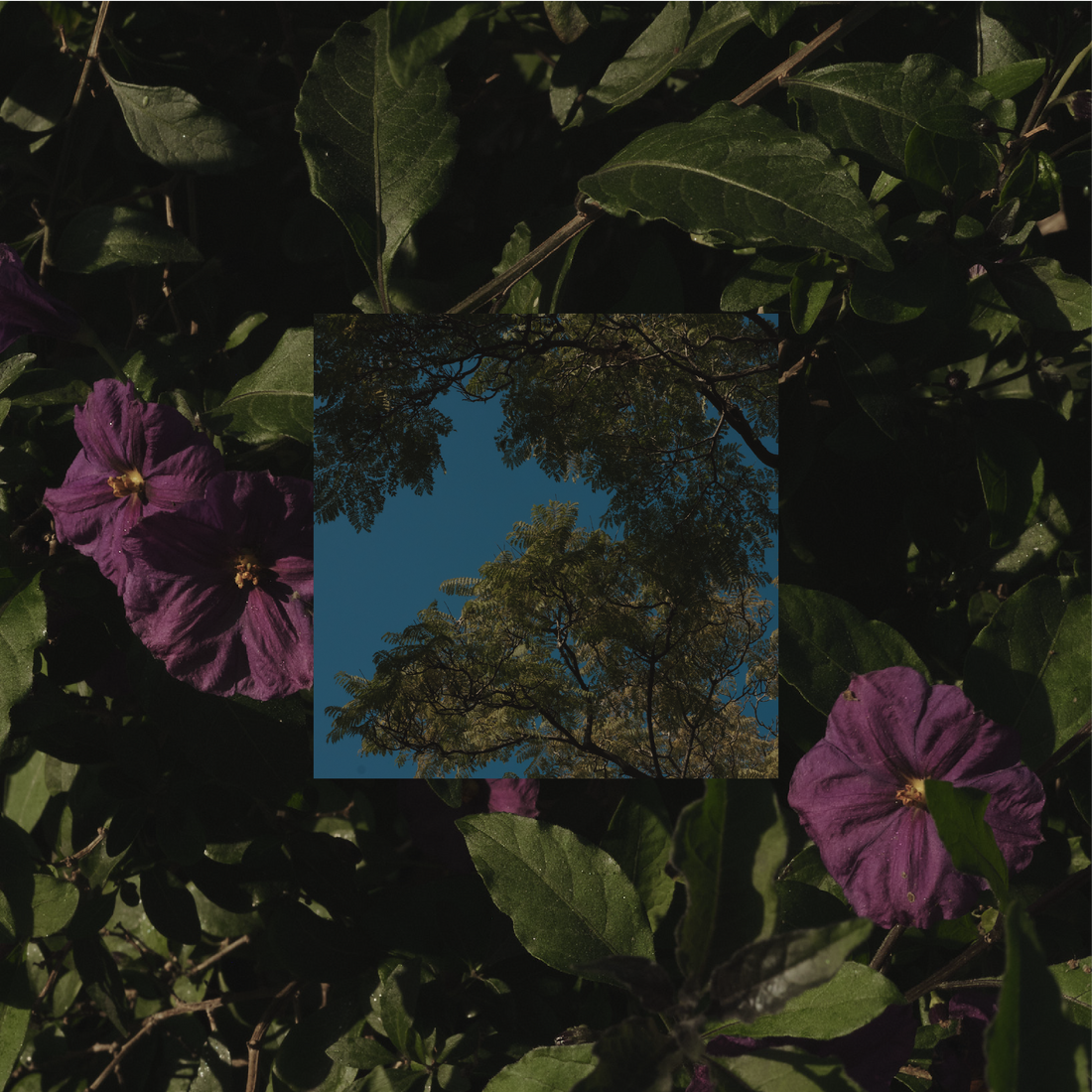 SONGS FOR SEASONS BY THE SUN