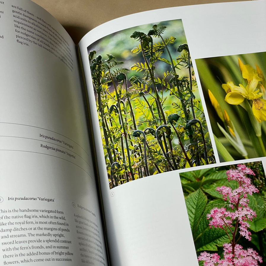 THE SEASONAL GARDENER: CREATIVE PLANTING COMBINATIONS